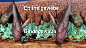 Bindegewebe - Oberflächliche Faszie